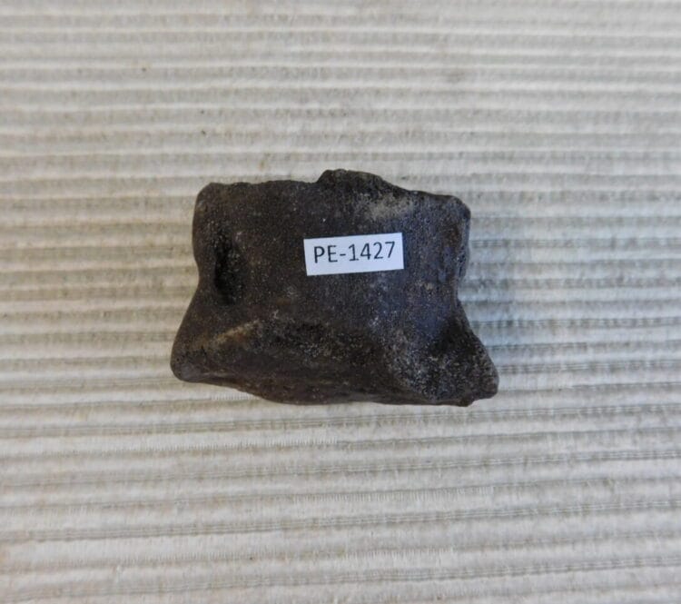 Pleistocene Camel Astragalus Fossil - Ice Age Florida