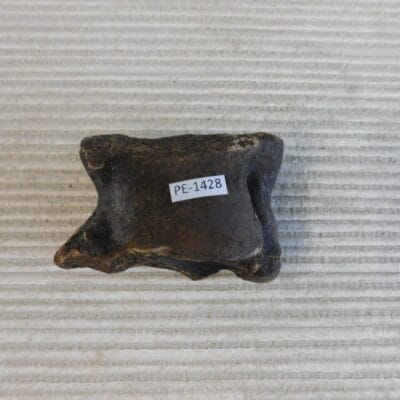 Pleistocene Camel Astragalus Fossil – Ice Age Florida