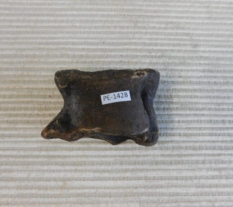Pleistocene Camel Astragalus Fossil - Ice Age Florida
