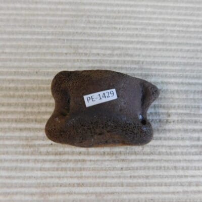 Pleistocene Camel Astragalus Fossil – Ice Age Florida