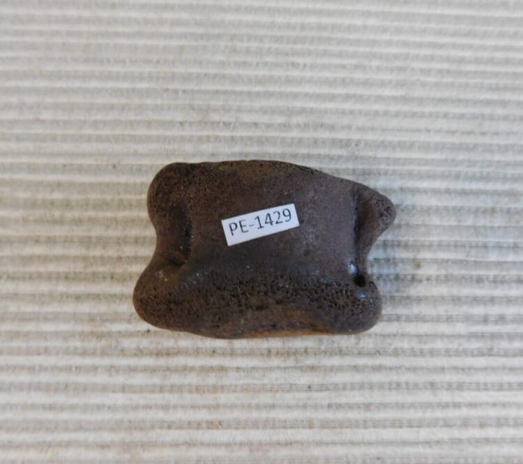 Pleistocene Camel Astragalus Fossil - Ice Age Florida