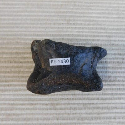 Pleistocene Camel Astragalus Fossil – Ice Age Florida