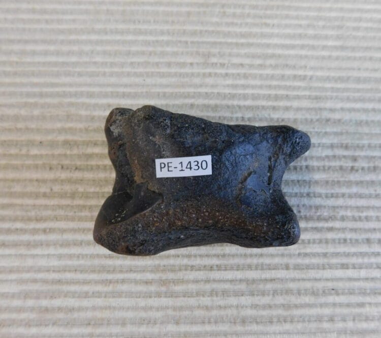 Pleistocene Camel Astragalus Fossil - Ice Age Florida