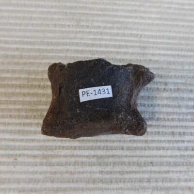 Pleistocene Camel Astragalus Fossil – Ice Age Florida