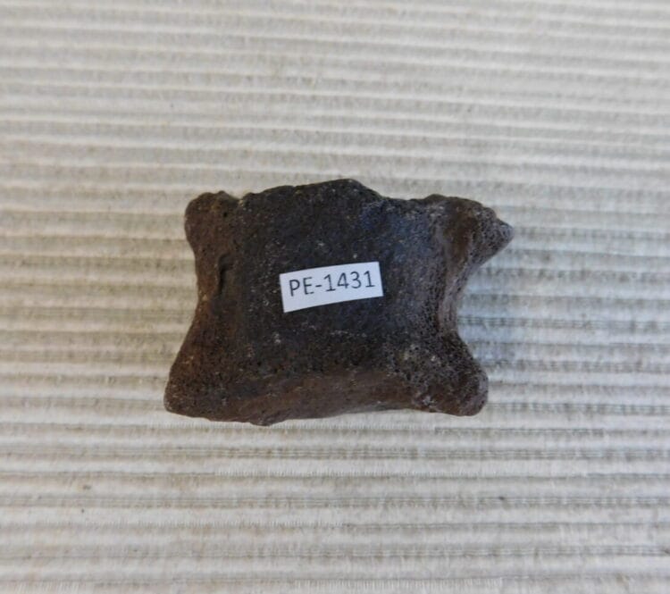 Pleistocene Camel Astragalus Fossil - Ice Age Florida