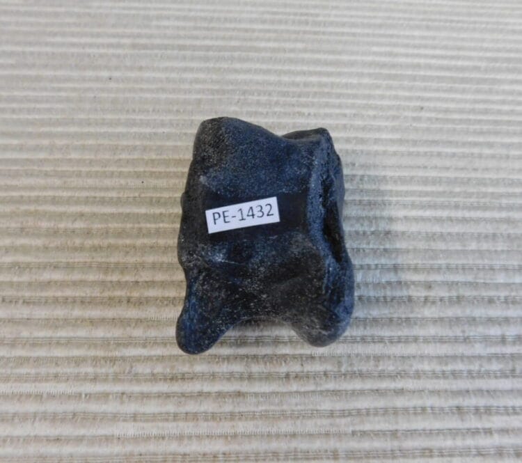 Pleistocene Camel Astragalus Fossil - Ice Age Florida