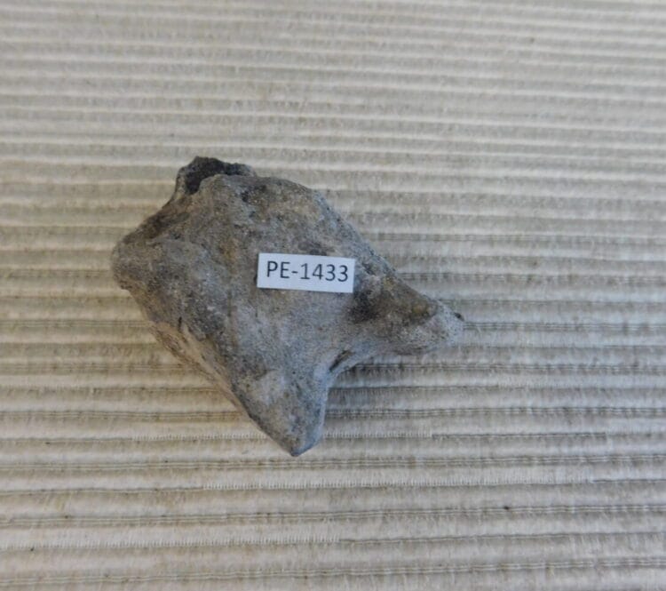 Pleistocene Camel Astragalus Fossil - Ice Age Florida