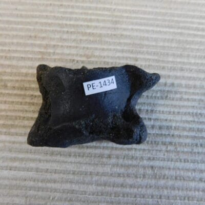 Pleistocene Camel Astragalus Fossil – Ice Age Florida
