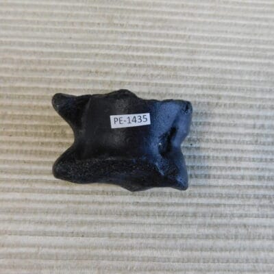 Pleistocene Camel Astragalus Fossil – Ice Age Florida