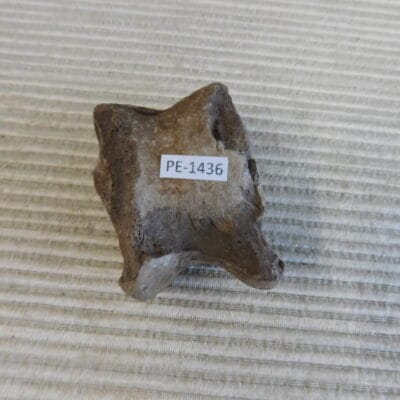 Pleistocene Camel Astragalus Fossil – Ice Age Florida