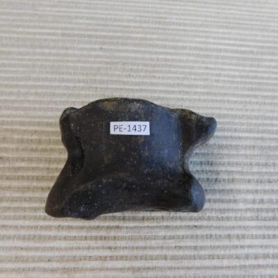 Pleistocene Camel Astragalus Fossil – Ice Age Florida