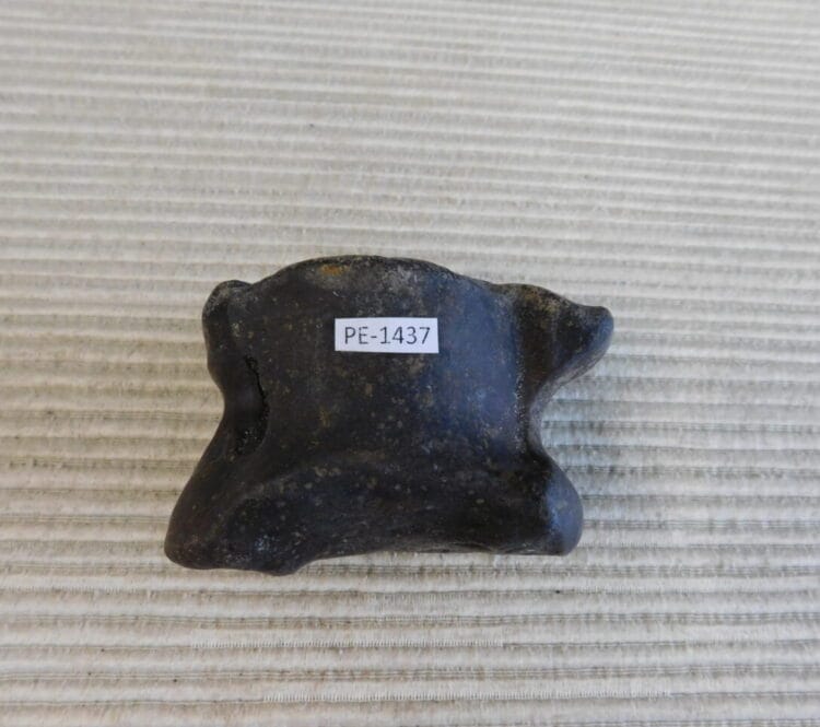 Pleistocene Camel Astragalus Fossil - Ice Age Florida