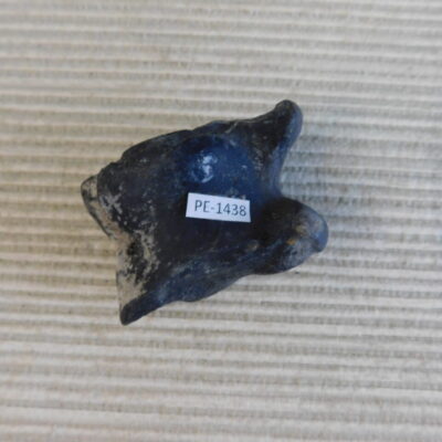 Pleistocene Camel Astragalus Fossil – Ice Age Florida