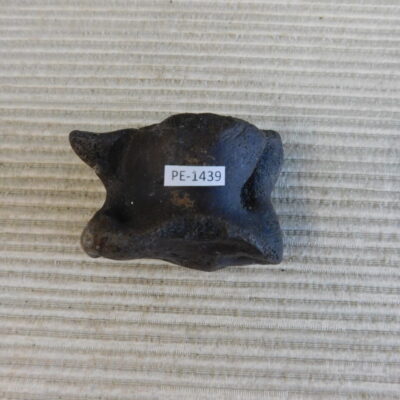 Pleistocene Camel Astragalus Fossil – Ice Age Florida