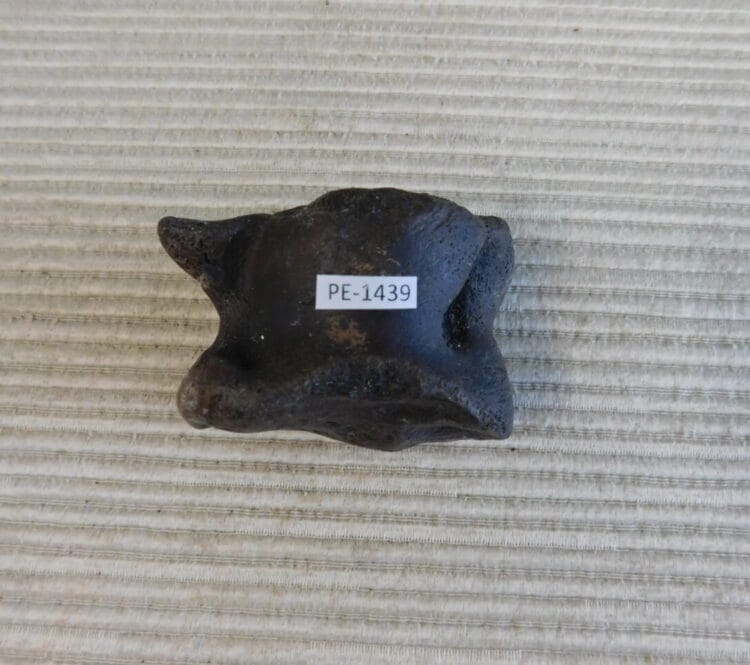 Pleistocene Camel Astragalus Fossil - Ice Age Florida