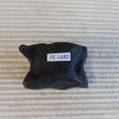 Pleistocene Camel Astragalus Fossil – Ice Age Florida