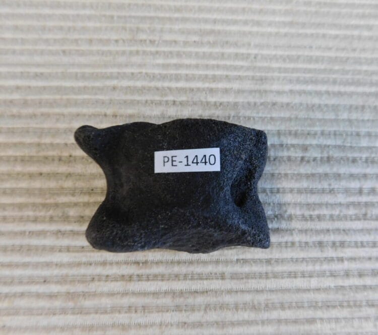Pleistocene Camel Astragalus Fossil - Ice Age Florida