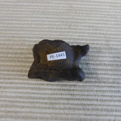 Pleistocene Camel Astragalus Fossil – Ice Age Florida