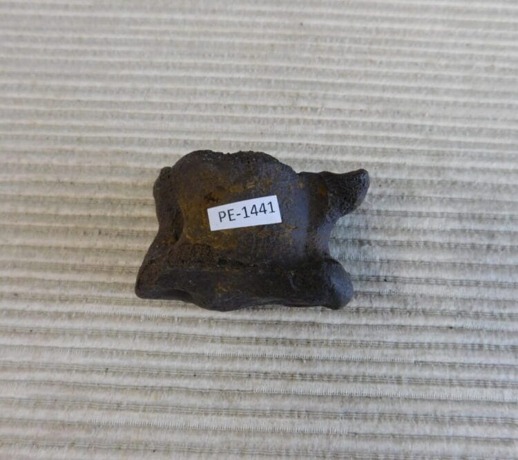 Pleistocene Camel Astragalus Fossil - Ice Age Florida