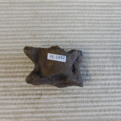 Pleistocene Camel Astragalus Fossil – Ice Age Florida