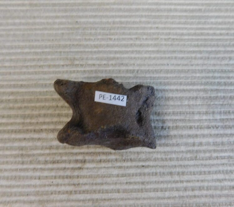 Pleistocene Camel Astragalus Fossil - Ice Age Florida