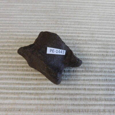 Pleistocene Camel Astragalus Fossil – Ice Age Florida