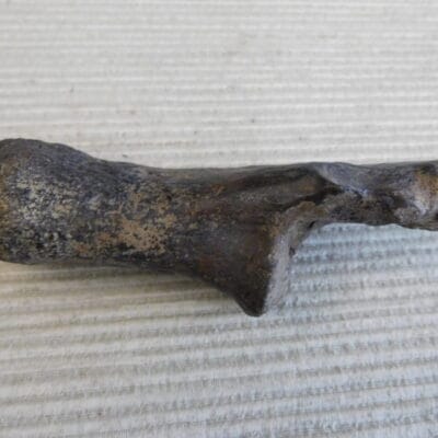 Pliestocene Camel Calaneus Fossil – Ice Age Florida