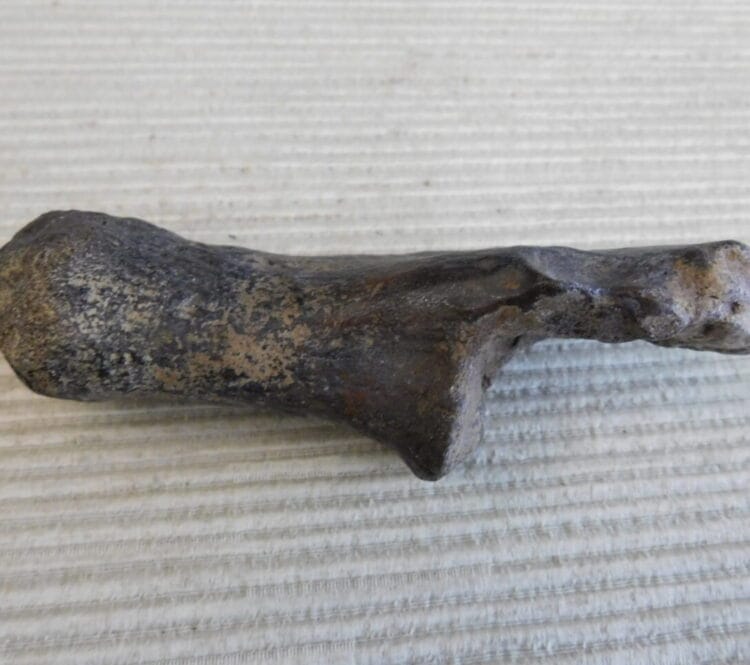 Pliestocene Camel Calaneus Fossil - Ice Age Florida