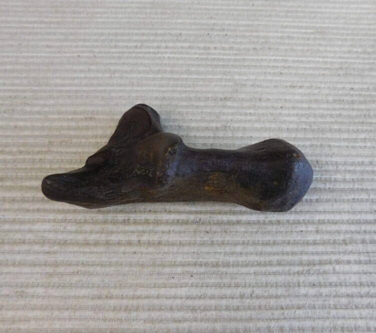 Pliestocene Camel Calaneus Fossil - Ice Age Florida