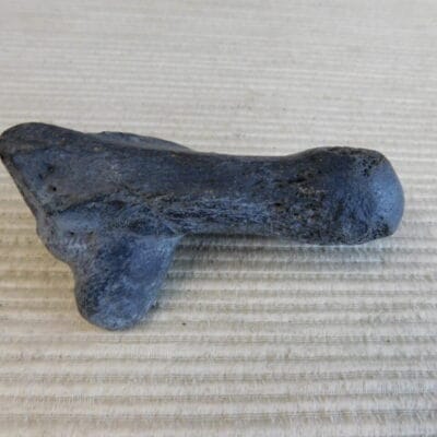 Pliestocene Camel Calaneus Fossil – Ice Age Florida