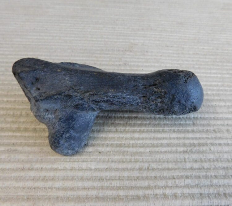Pliestocene Camel Calaneus Fossil - Ice Age Florida