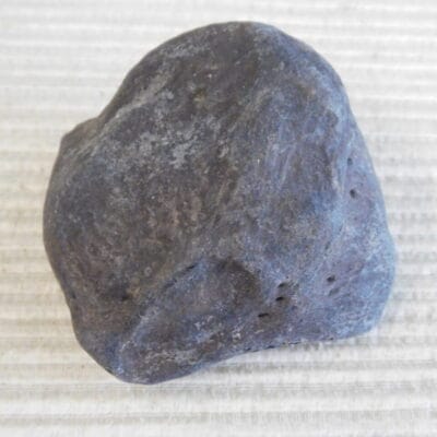 Pliestocene Camel Patella Fossil Florida