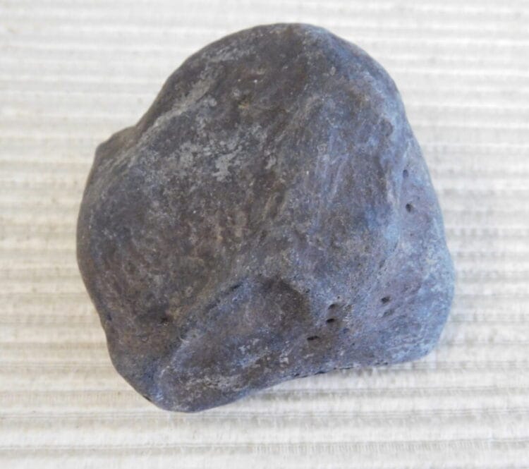Pliestocene Camel Patella Fossil Florida
