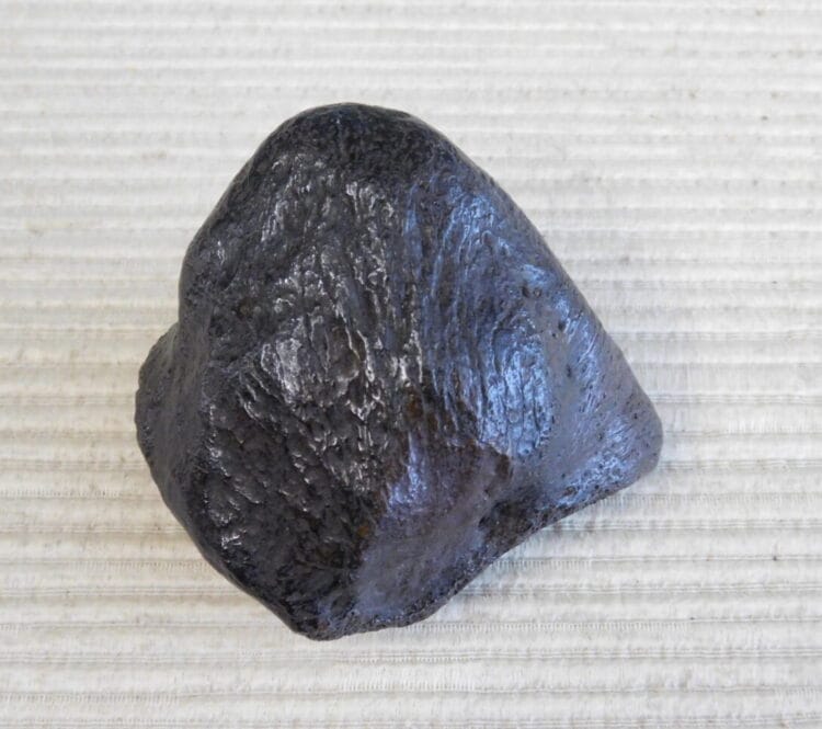 Pliestocene Camel Patella Fossil Florida