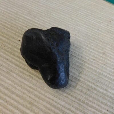 Pliestocene Camel Patella Fossil Florida