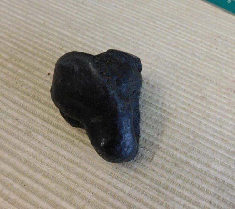Pliestocene Camel Patella Fossil Florida