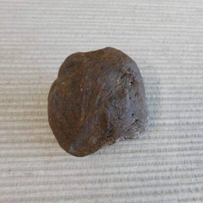 Pliestocene Camel Patella Fossil Florida