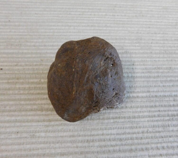 Pliestocene Camel Patella Fossil Florida