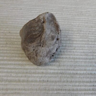 Pliestocene Camel Patella Fossil Florida