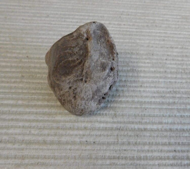 Pliestocene Camel Patella Fossil Florida
