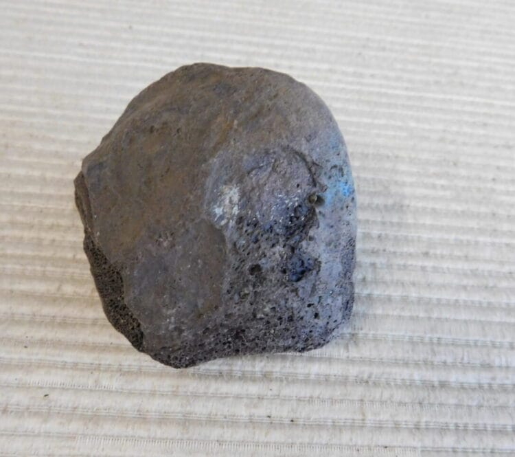Pliestocene Camel Patella Fossil Florida