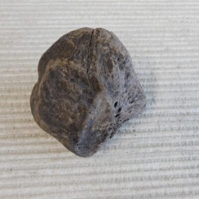 Pliestocene Camel Patella Fossil Florida