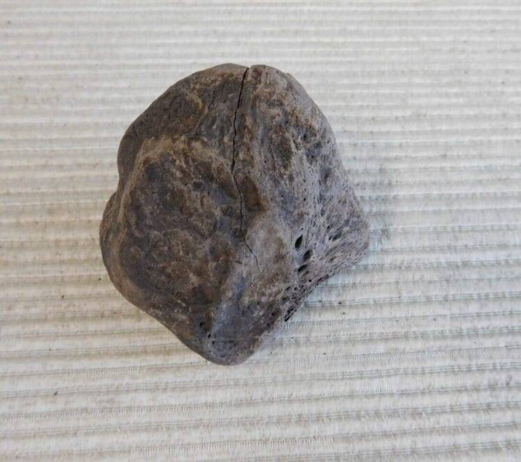 Pliestocene Camel Patella Fossil Florida