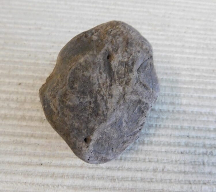 Pliestocene Camel Patella Fossil Florida