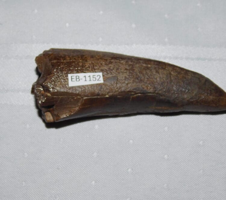 TYRANNOSAURUS REX TOOTH over 3" long