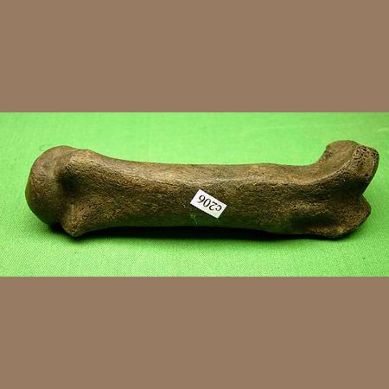 Smilodon Fatalis Fossil | Fossils & Artifacts for Sale | Paleo Enterprises | Fossils & Artifacts for Sale