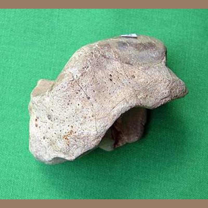 Smilodon Fatalis Scapholunar Carpal Bone Fossil | Fossils & Artifacts for Sale | Paleo Enterprises | Fossils & Artifacts for Sale