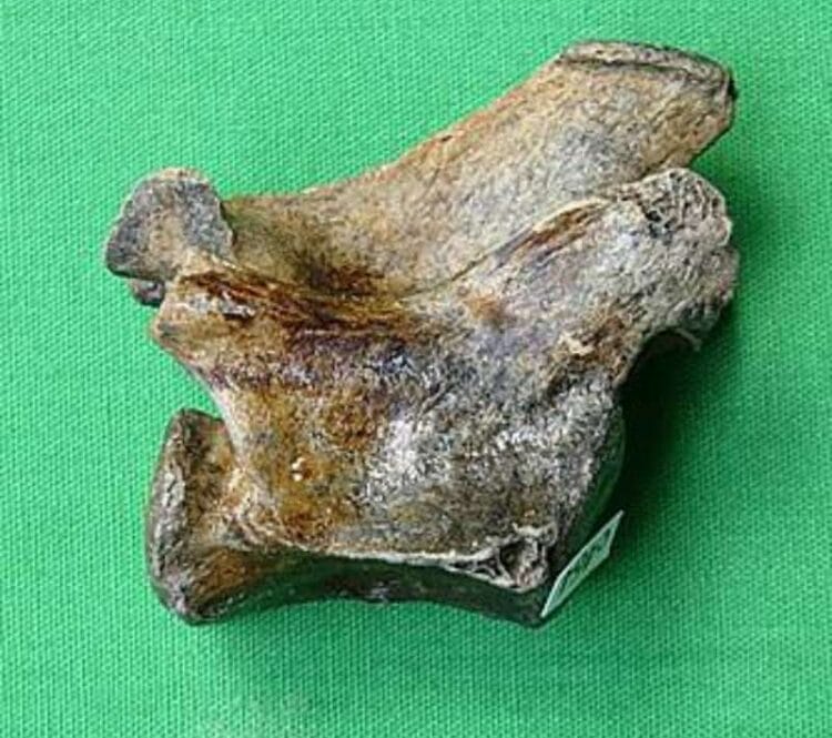 Cat Fossils Archives - Fossils & Artifacts for Sale | Paleo Enterprises