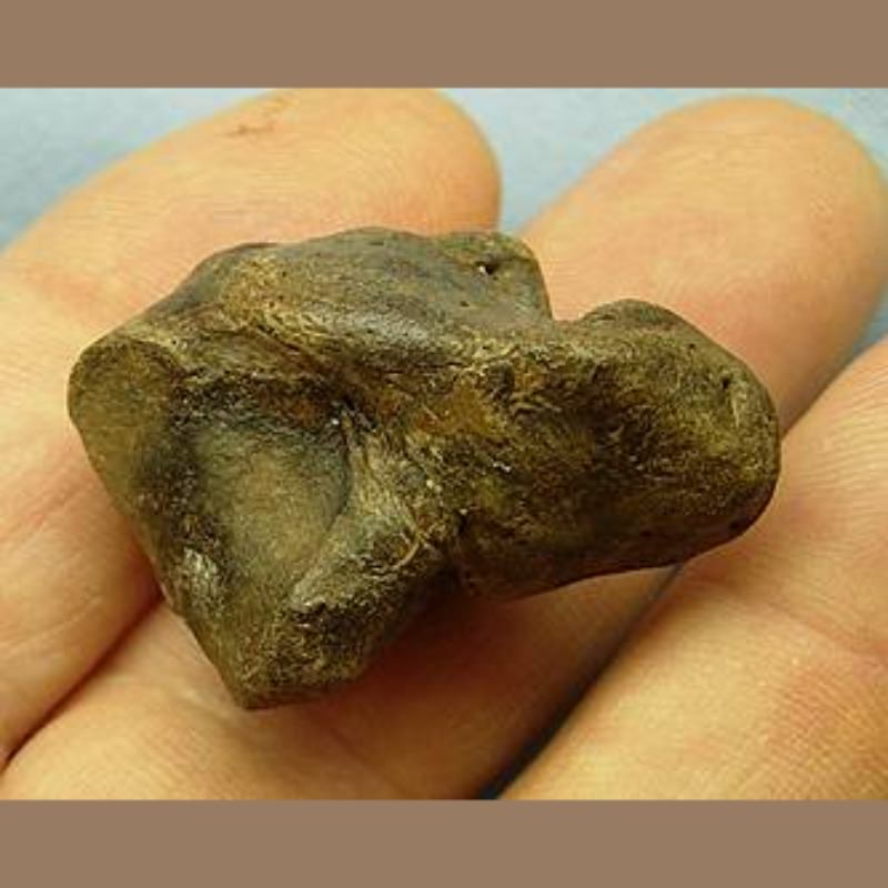 Smilodon Fatalis Scapholunar Fossil | Fossils & Artifacts for Sale | Paleo Enterprises | Fossils & Artifacts for Sale