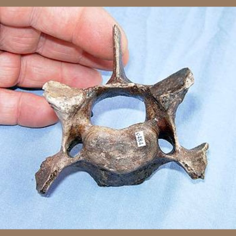 Smilodon Fatalis Vertebra Fossil | Fossils & Artifacts for Sale | Paleo Enterprises | Fossils & Artifacts for Sale